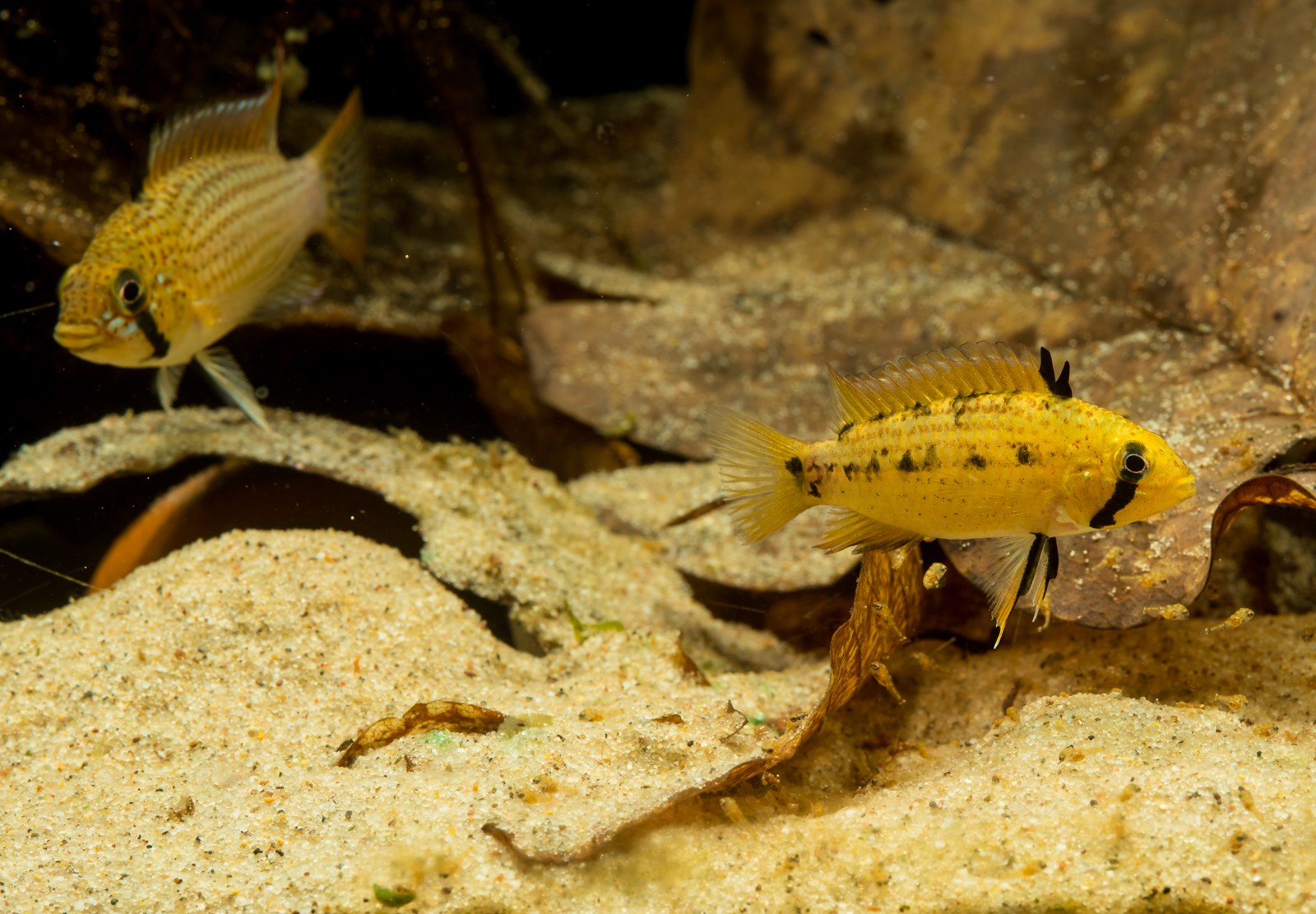 Apistogramma tucurui