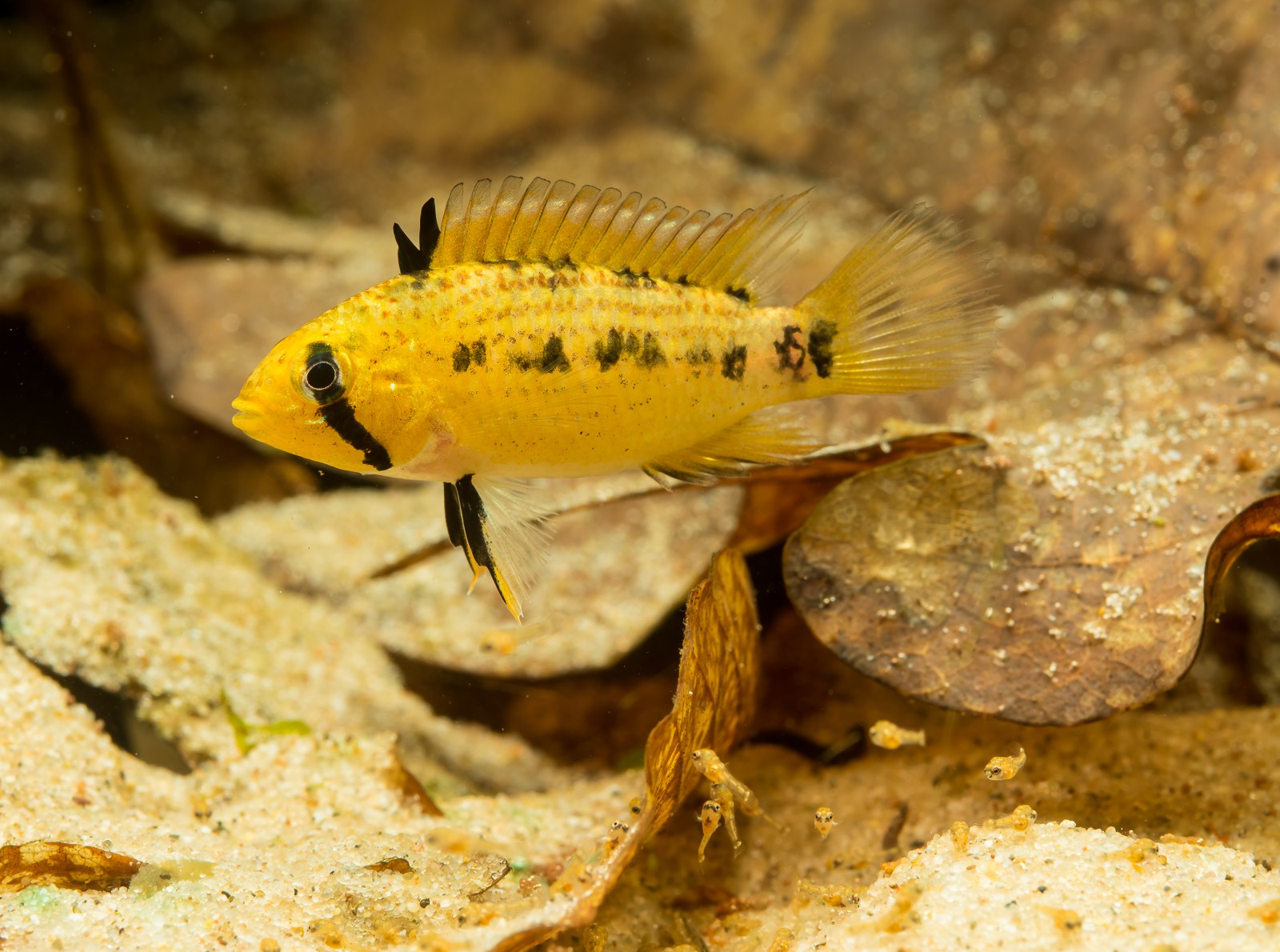 Apistogramma tucurui