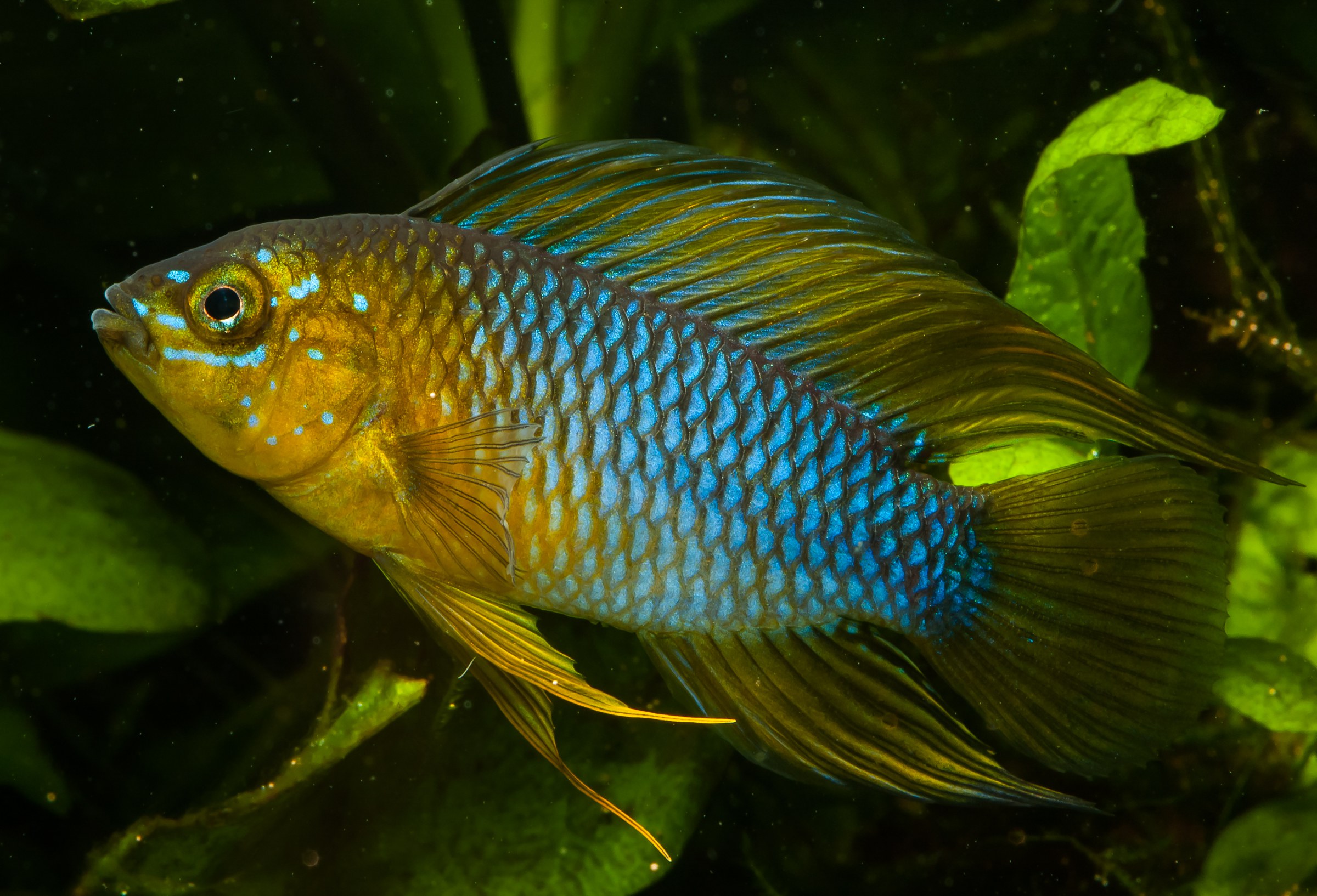 Apistogramma borellii opal