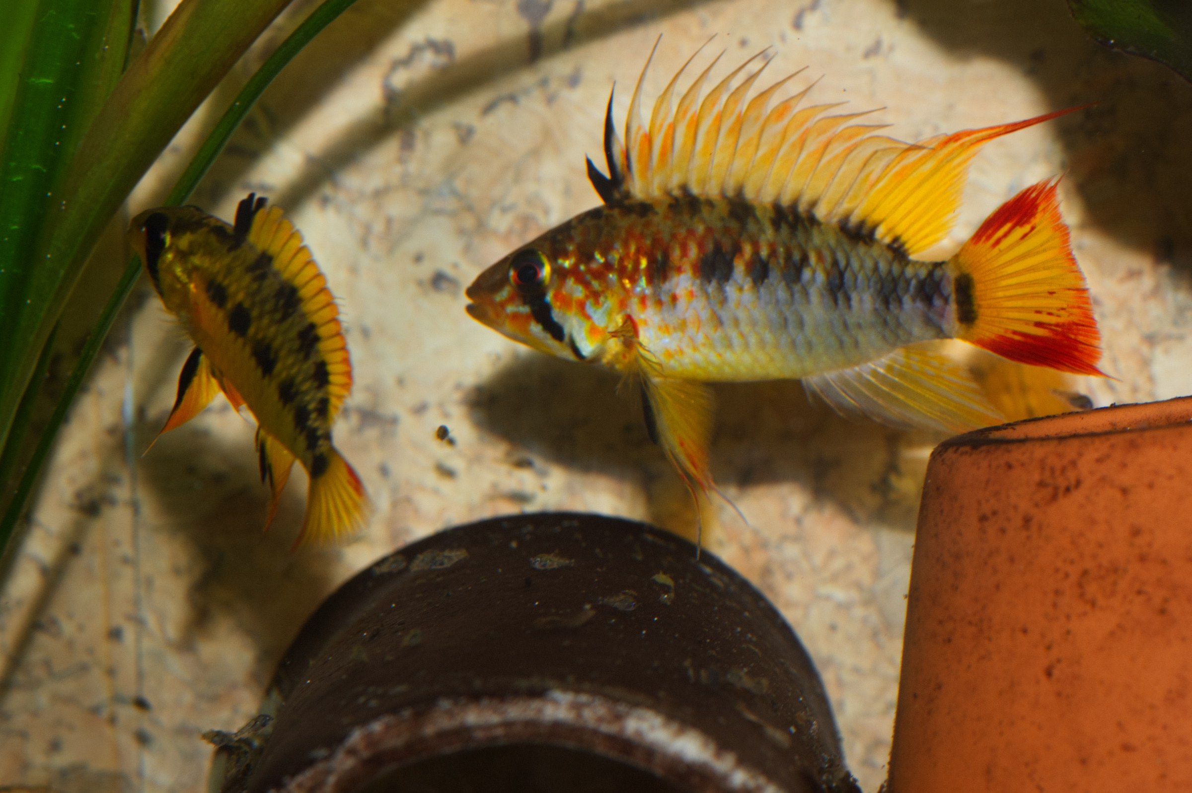 Apistogramma macmasteri