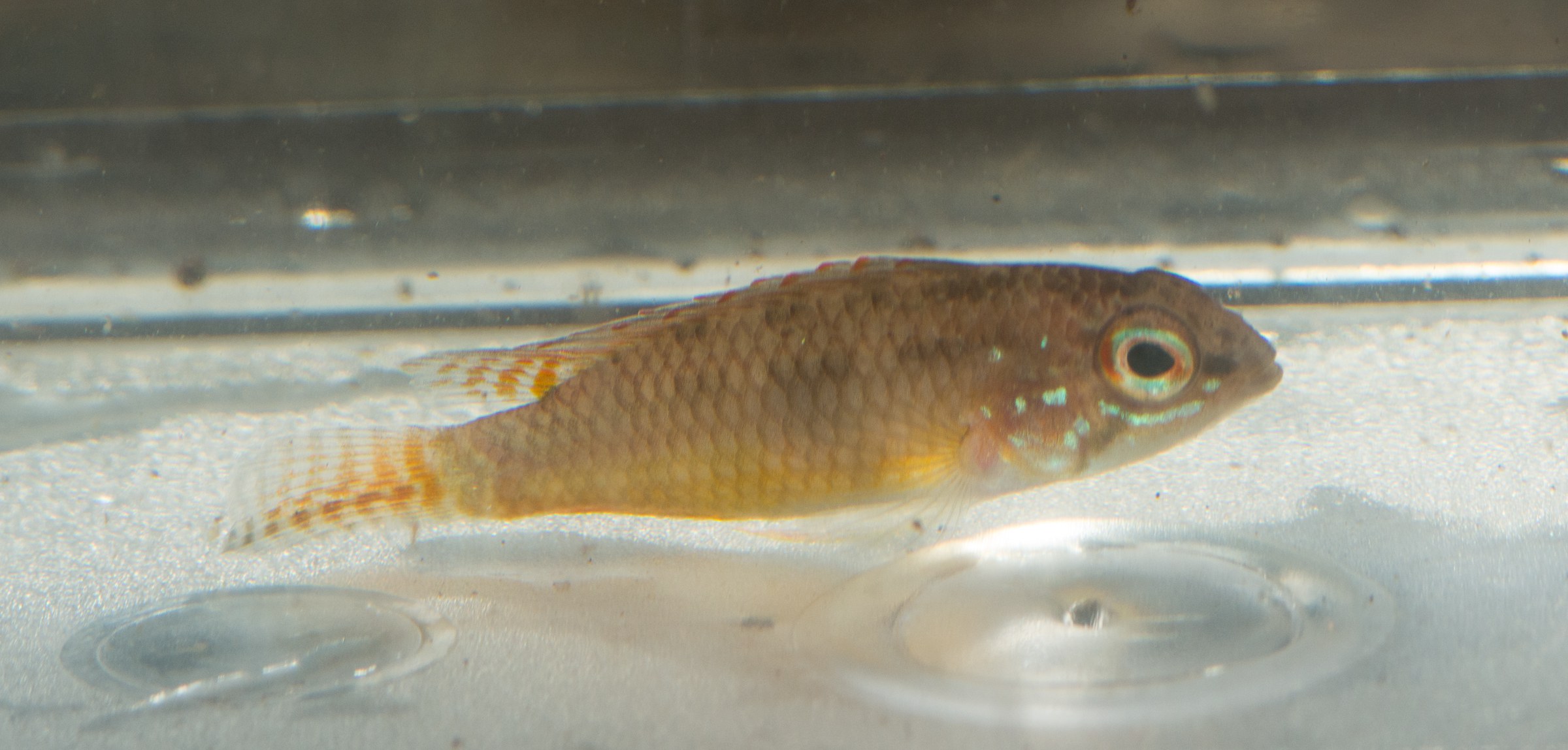 Apistogramma iniridae