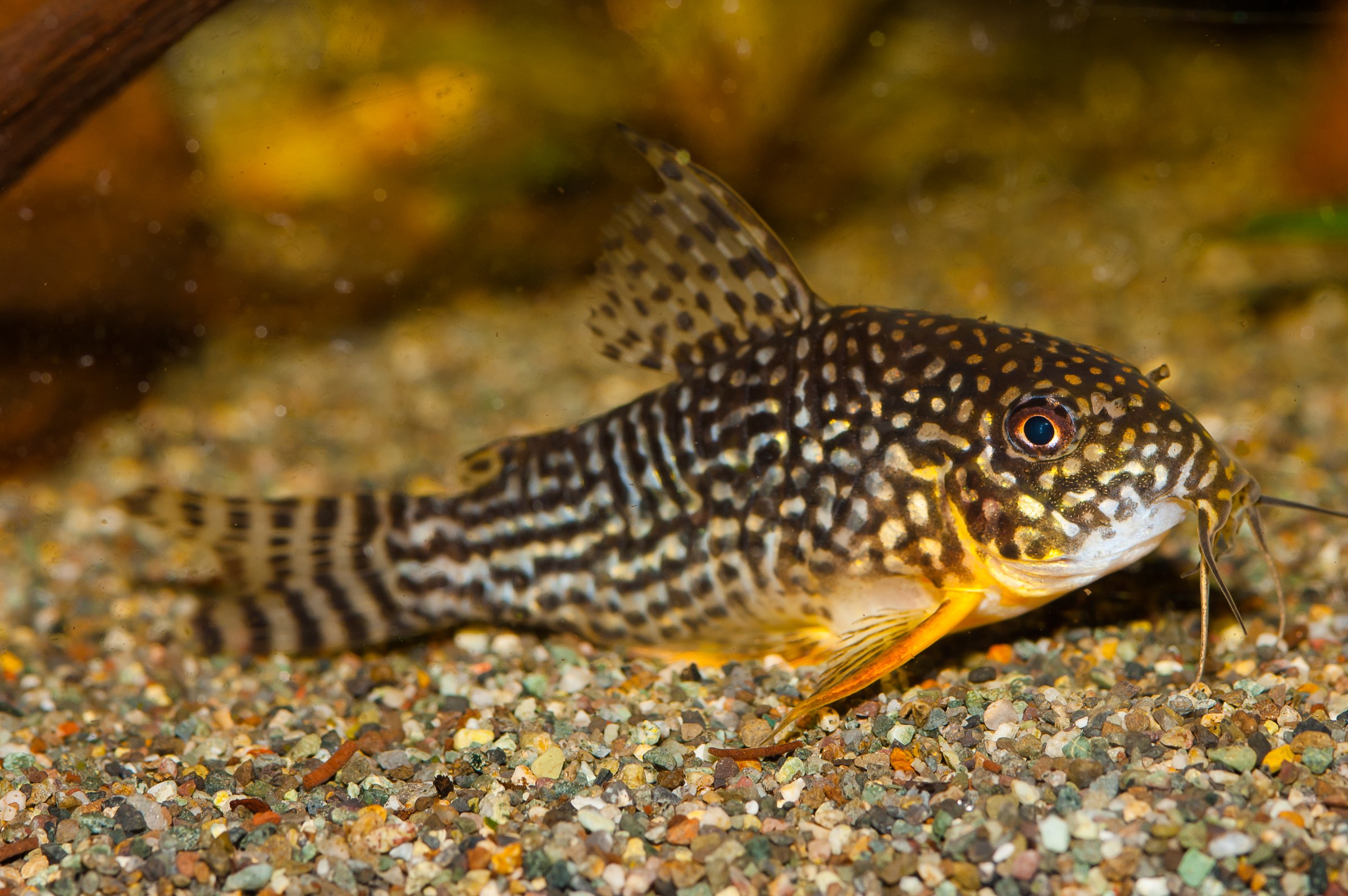 Corydoras sterbai