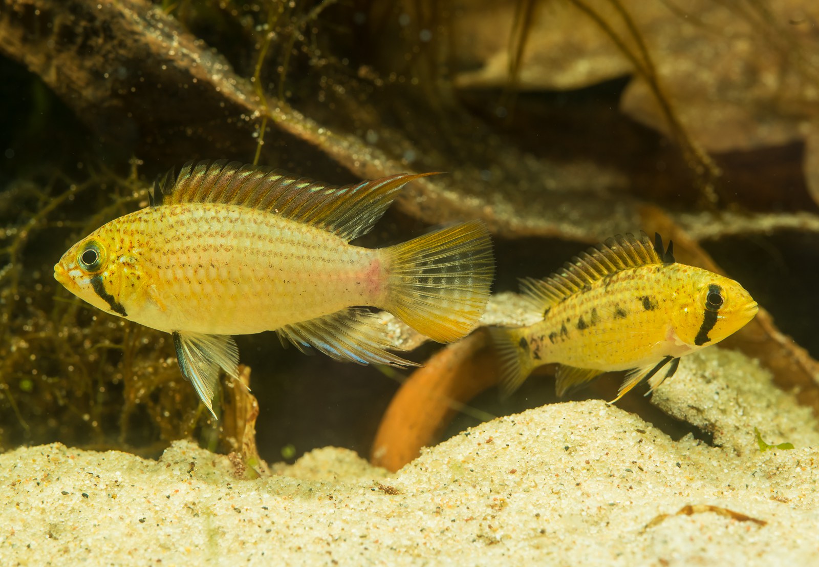 Apistogramma tucurui