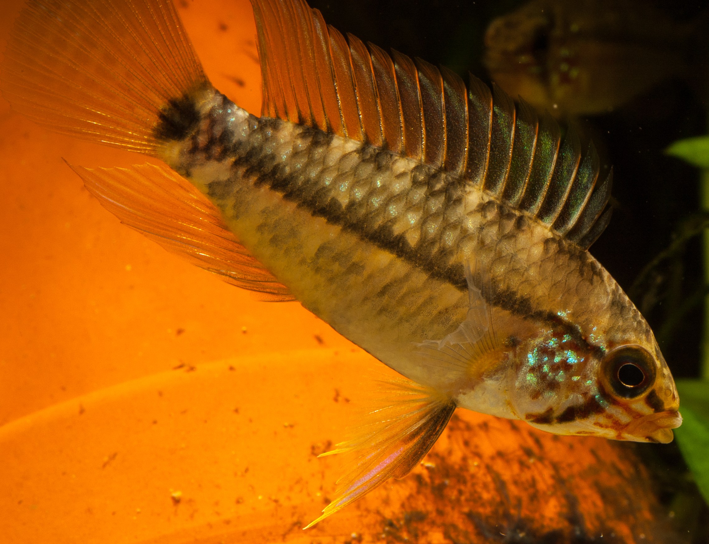 Apistogramma acrensis male