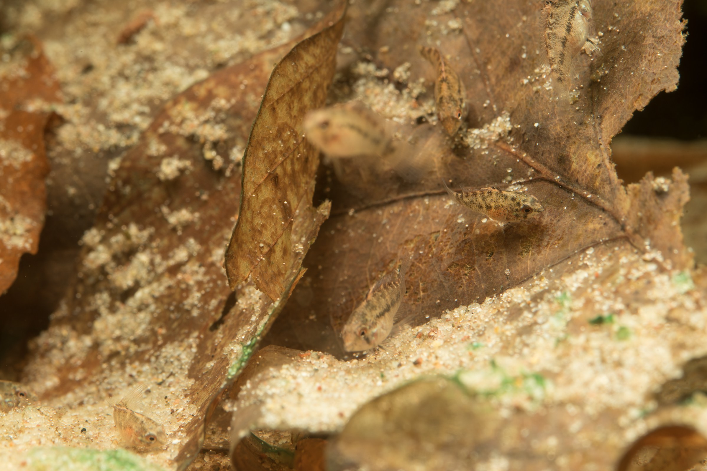 Apistogramma tucurui