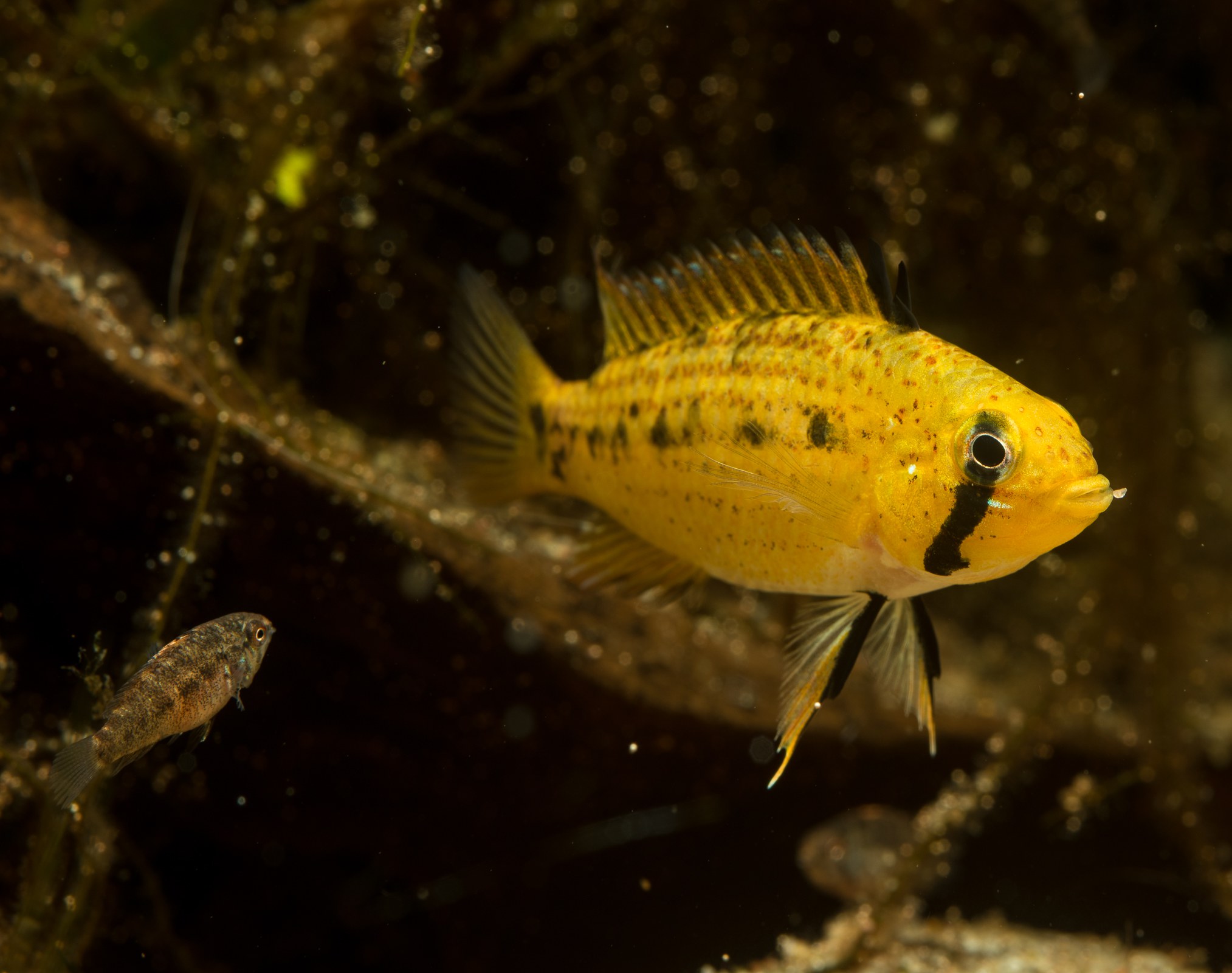 Apistogramma tucurui