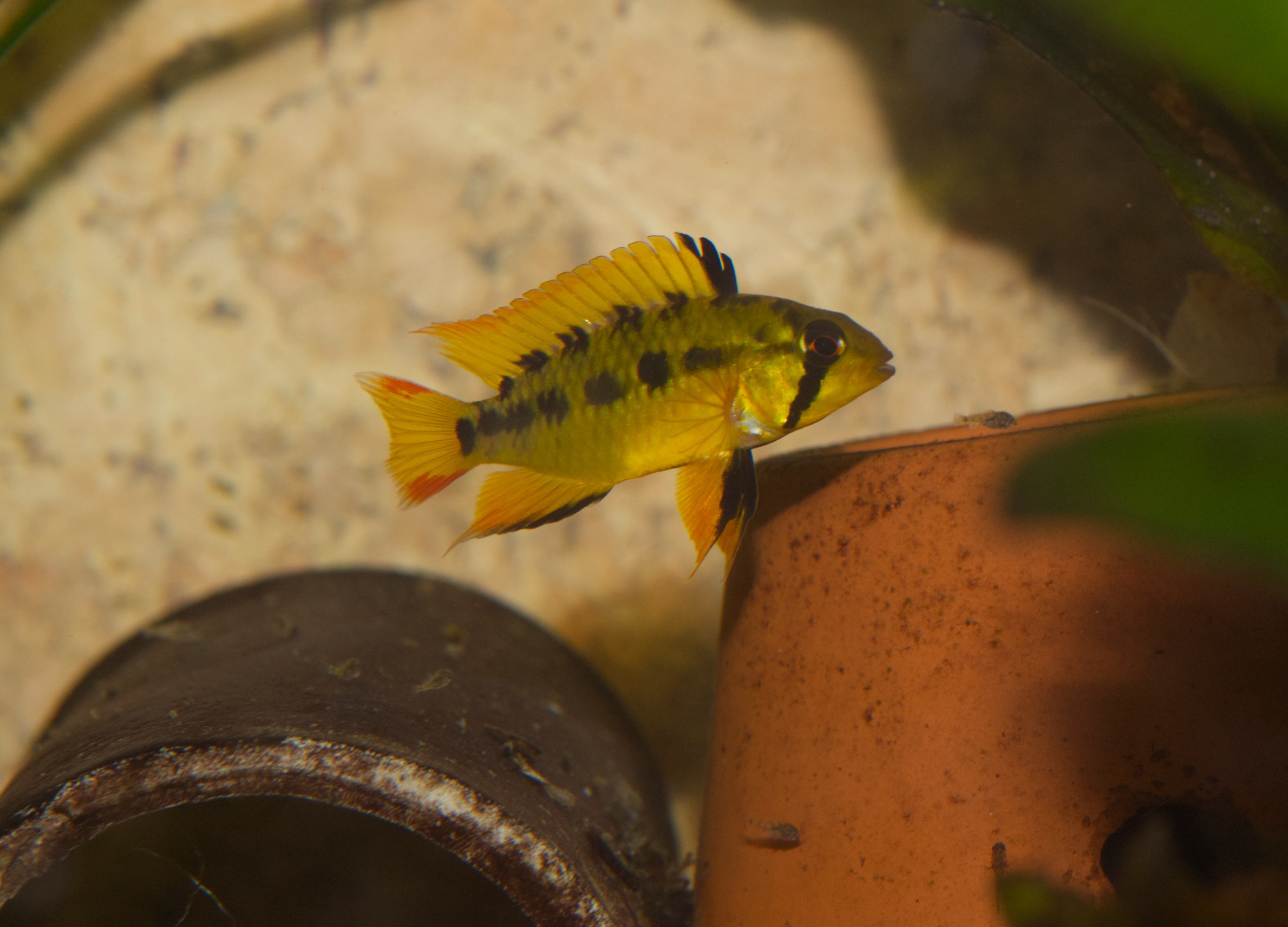 Apistogramma macmasteri