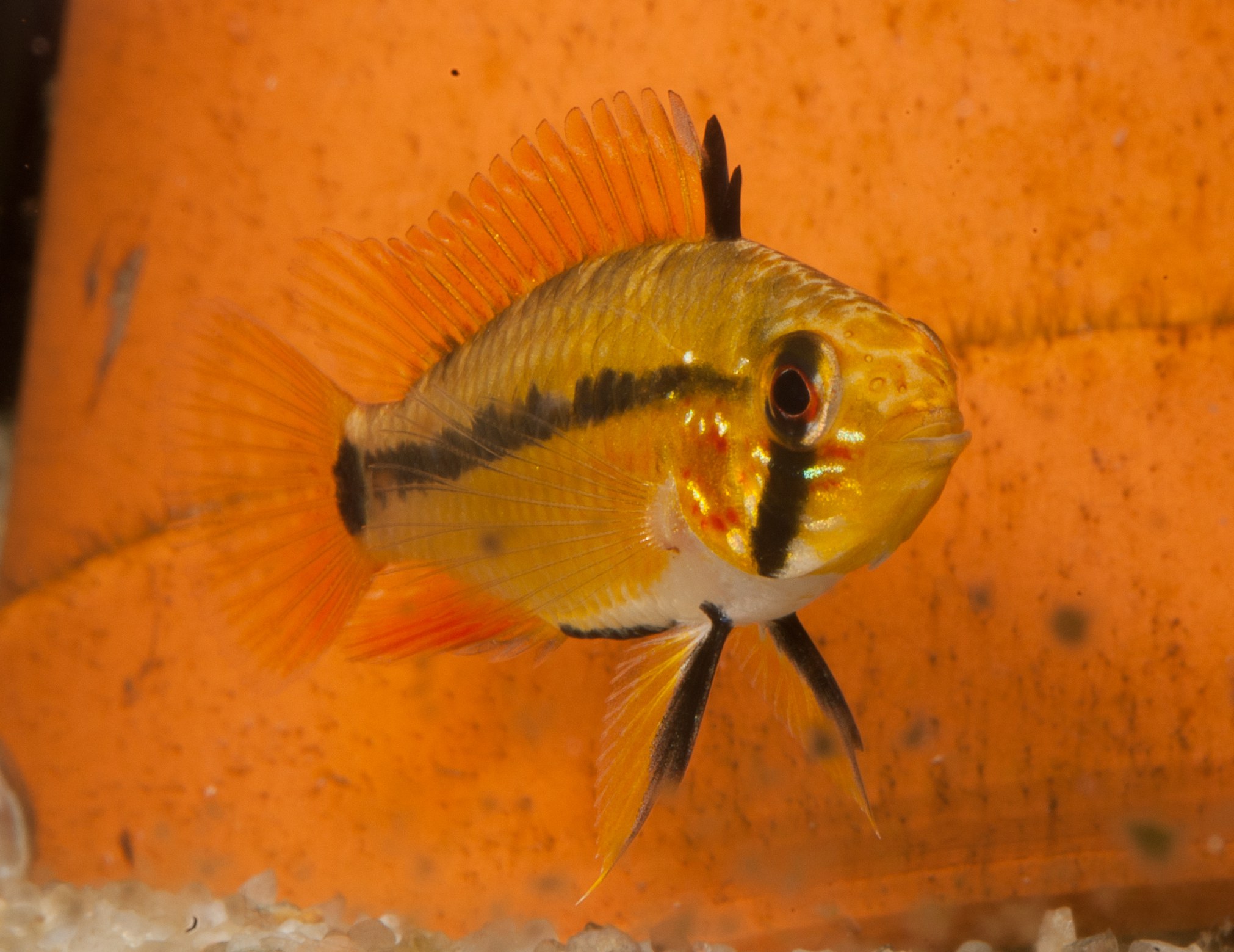 Apistogramma acrensis female