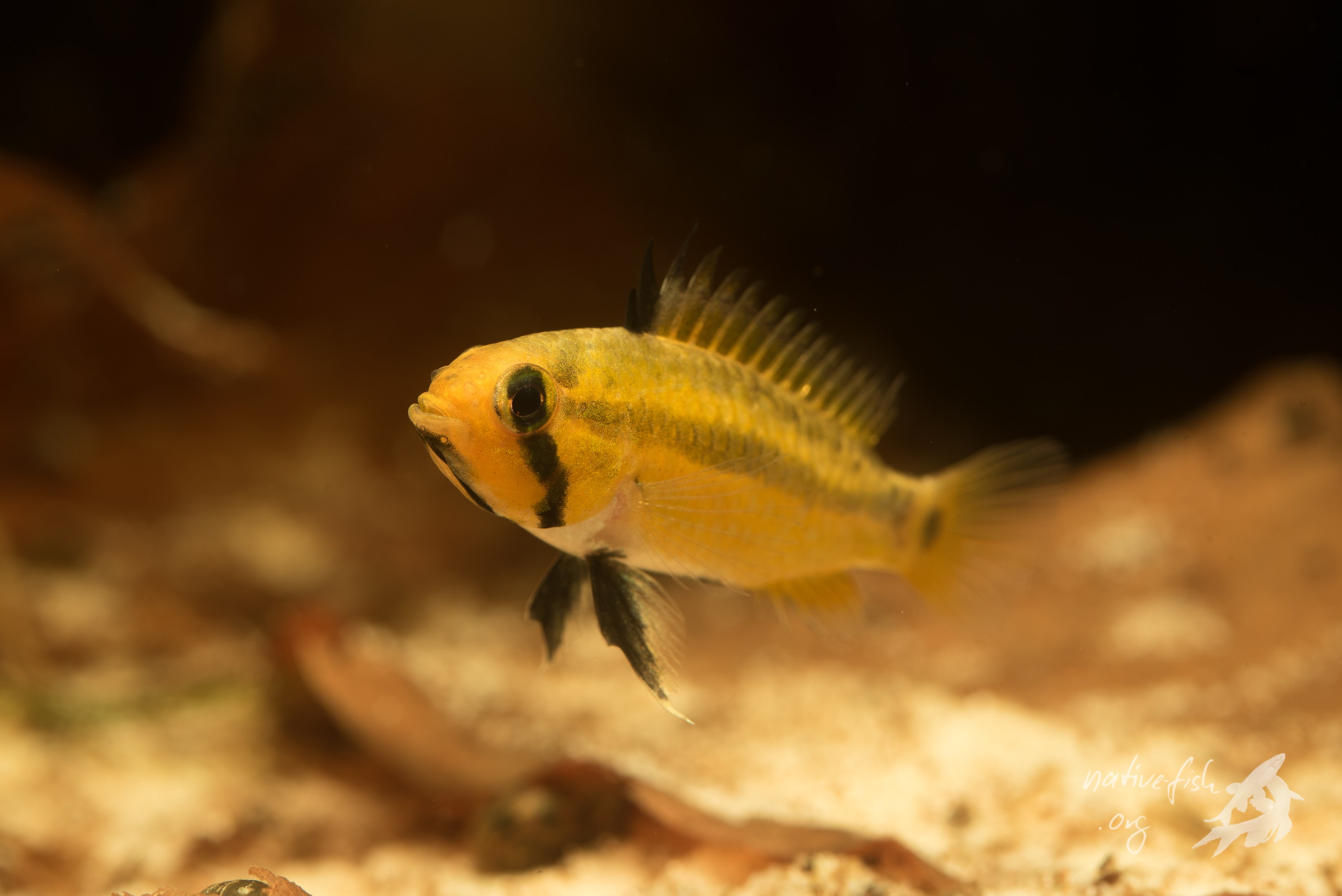 Apistogramma allpahuayo