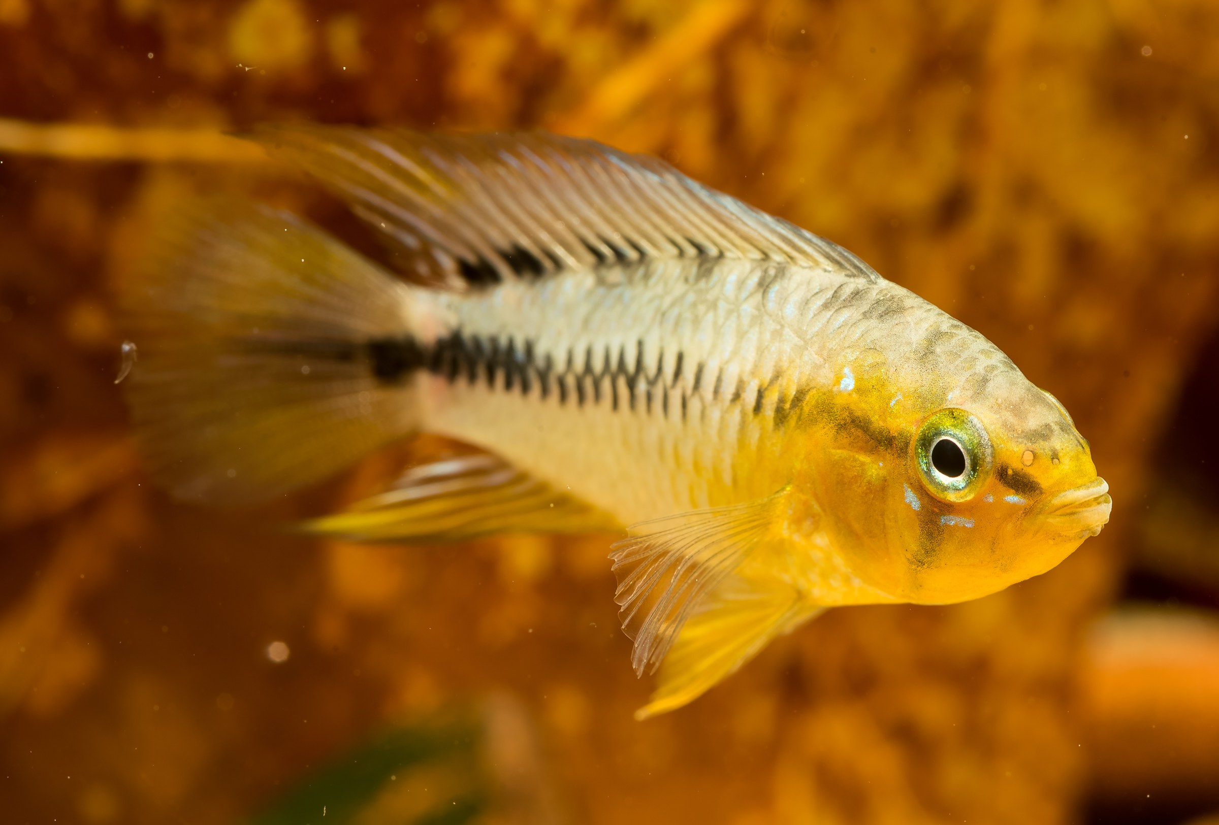 Apistogramma borellii