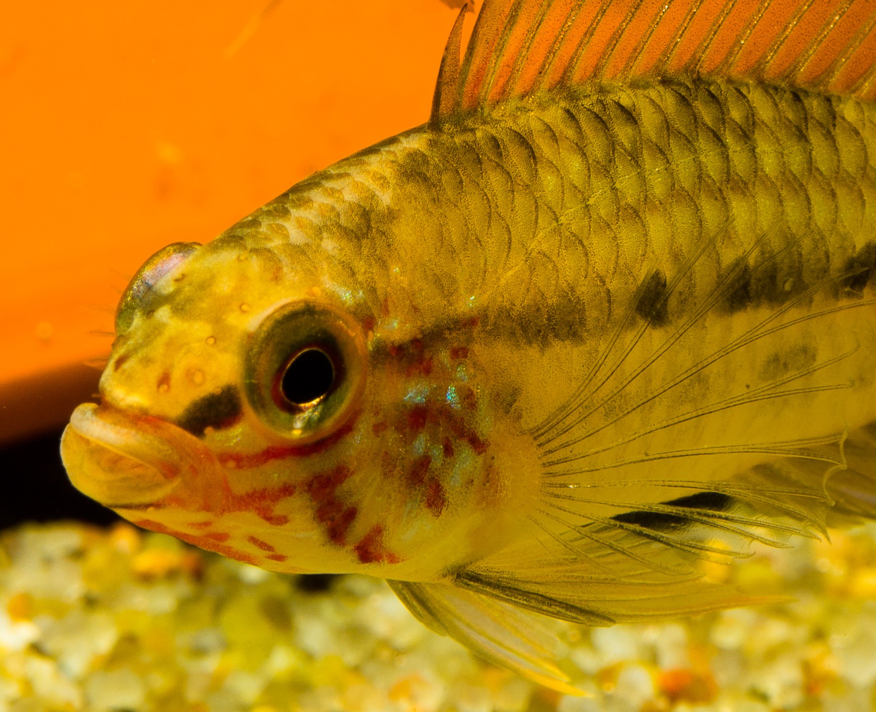 Apistogramma acrensis male