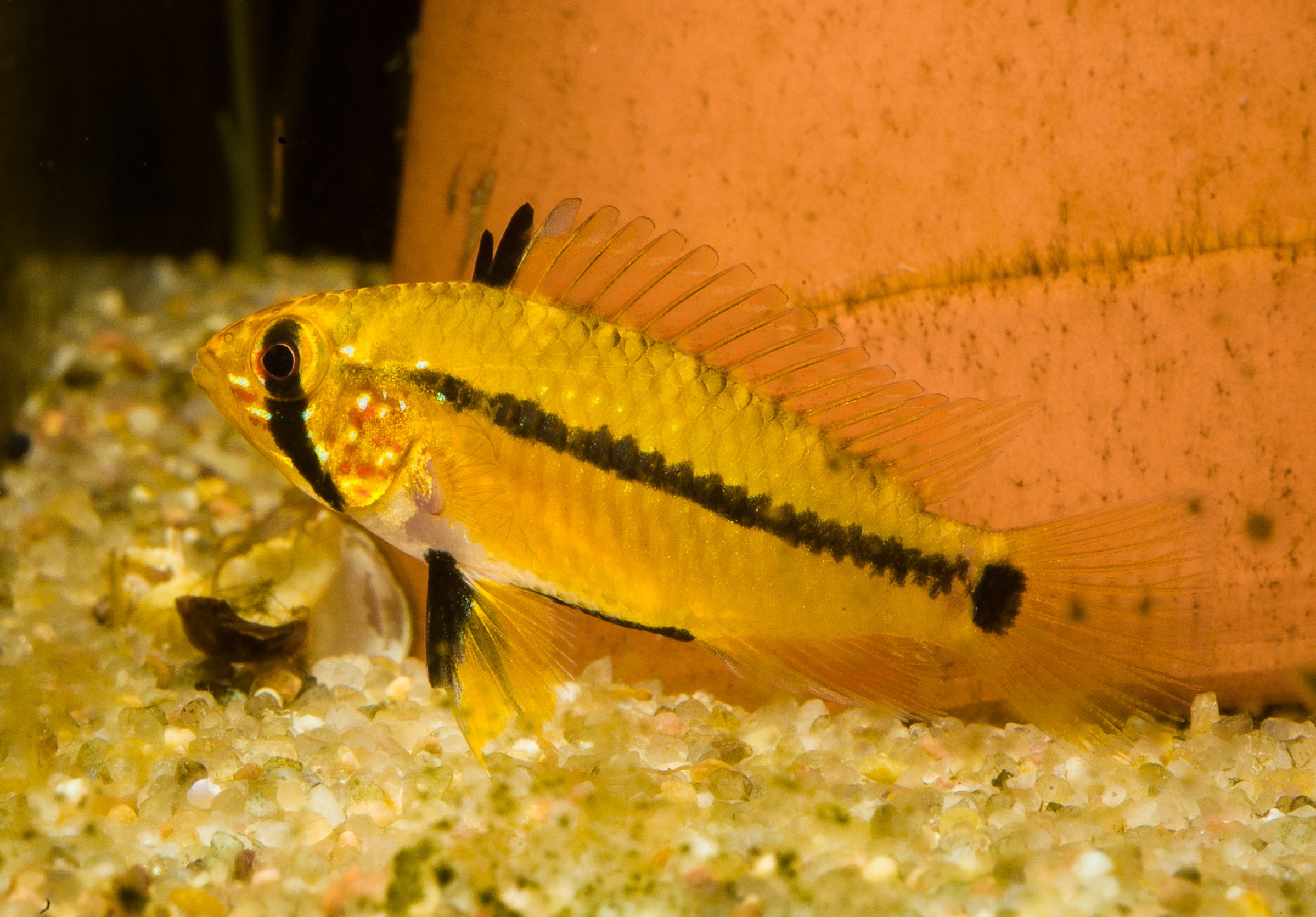 Apistogramma acrensis female